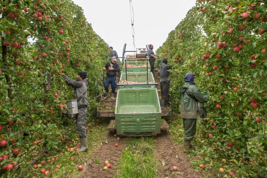 arboriculture Entière