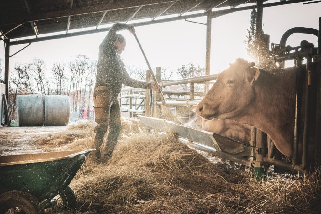 elevage vache entière