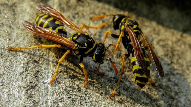 wasp 2300988 640 2 - Salariés agricoles du Tarn