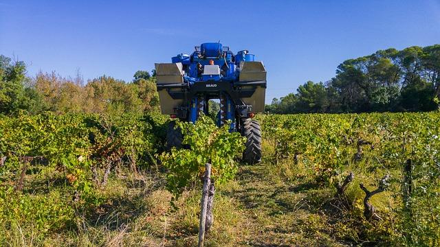 grape-harvest-1682559_640