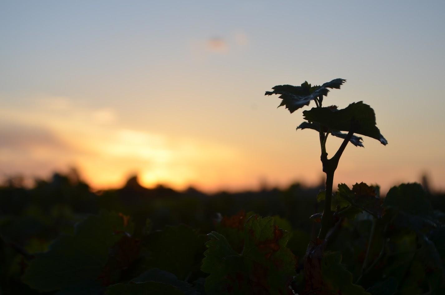 image banner 2 WP - Salariés agricoles du Tarn