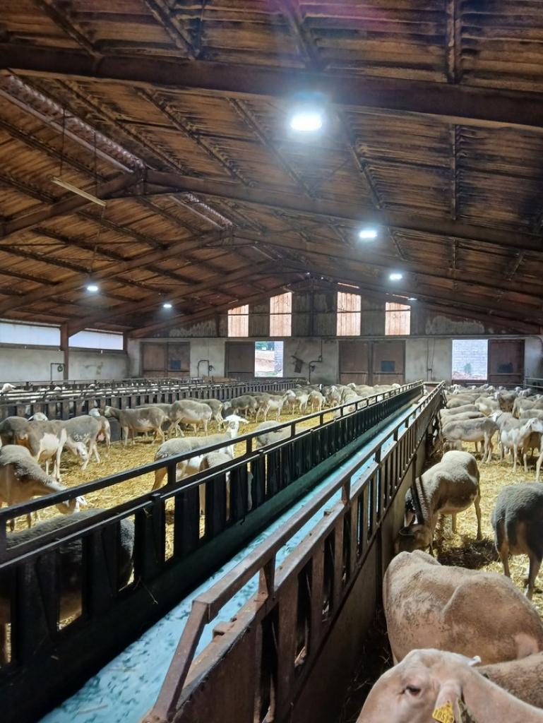 OvinLait - Salariés agricoles du Tarn